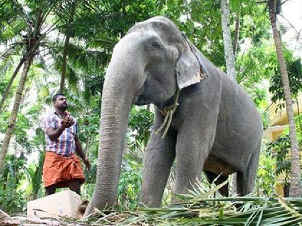 В Индии на 89 году жизни скончалась самая старая слониха в мире (ФОТО)