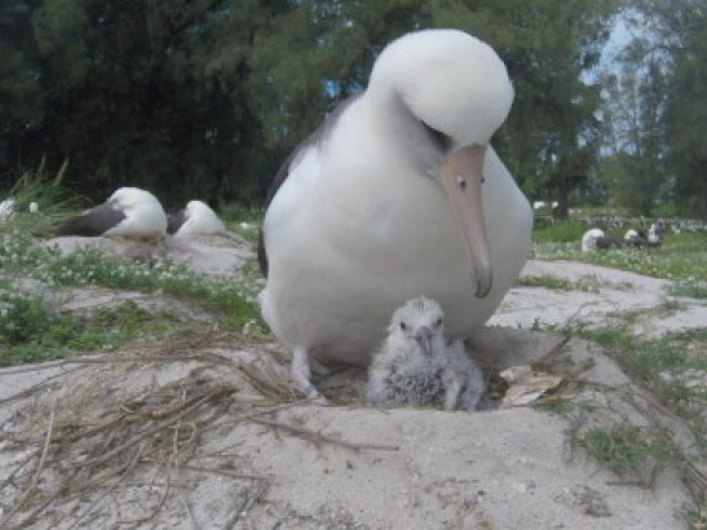У старейшей в мире самки альбатроса появился птенец (ФОТО)