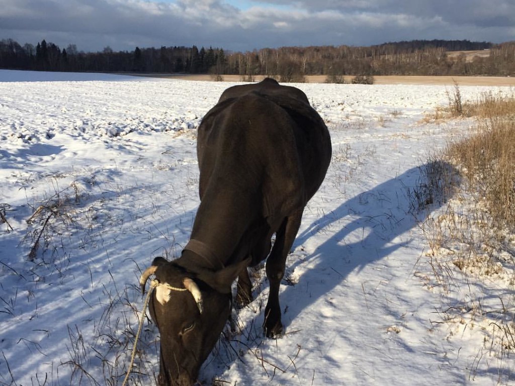 В Полтавской области начали закалять здоровье коров