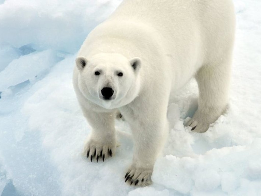 В России ввели режим ЧС из-за нашествия белых медведей (ФОТО, ВИДЕО)