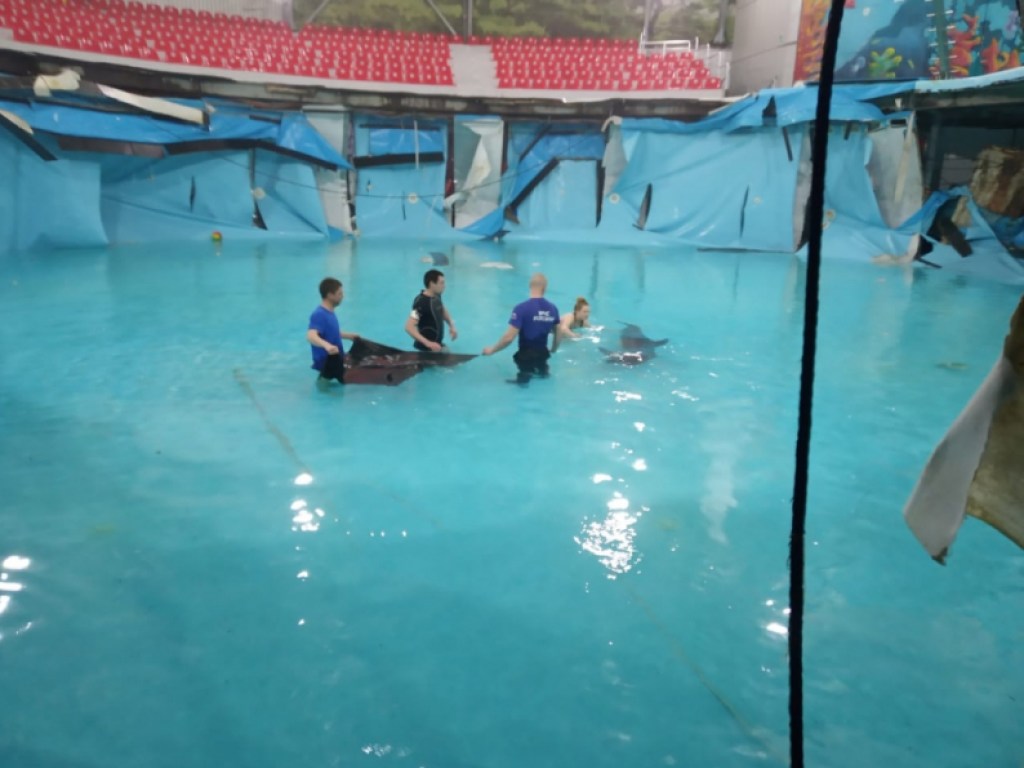 В Алуште развалился бассейн с дельфинами: вода с  животными хлынула на улицы (ФОТО)