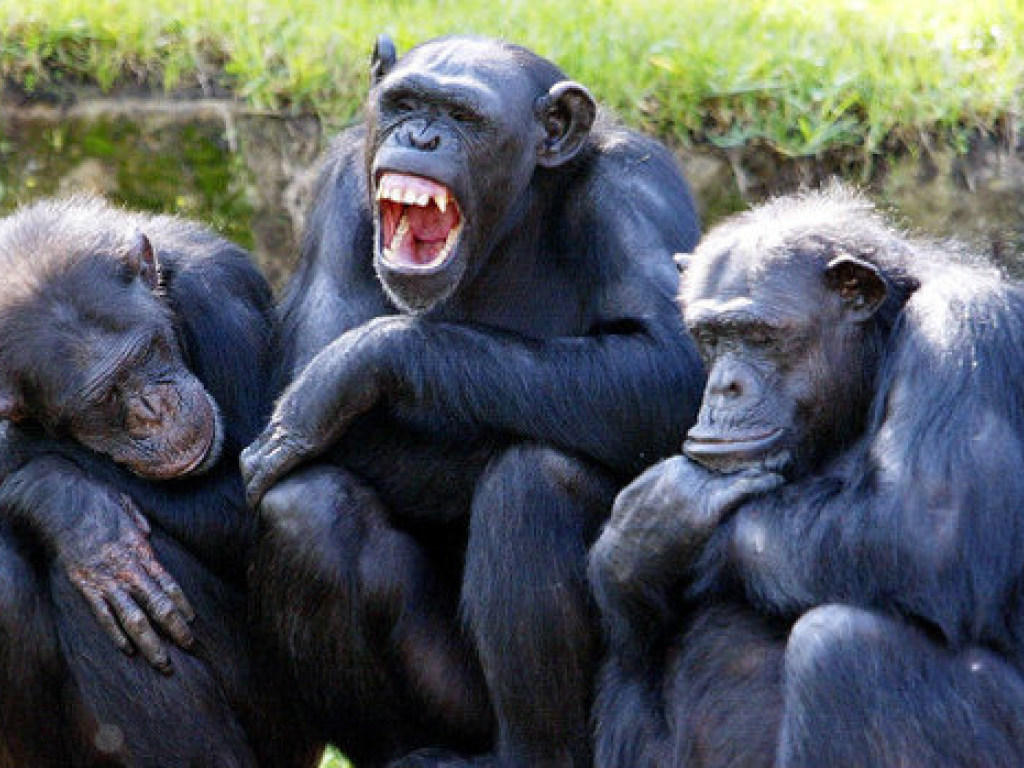 Трое смелых шимпанзе соорудили из ветки дерева лестницу и сбежали из зоопарка в Северной Ирландии (ВИДЕО)