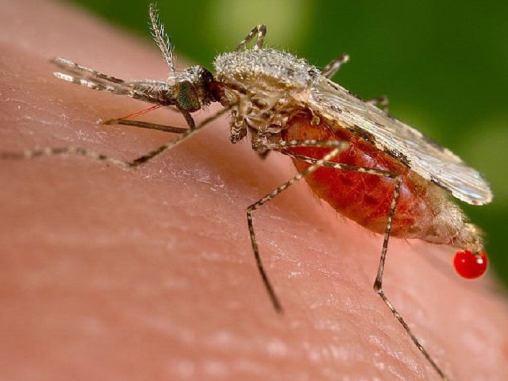 Ученые отучили комаров пить кровь и распространять болезни