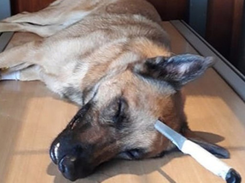 Пес спас безработного хозяина и выжил после ранения ножом в голову (ФОТО)
