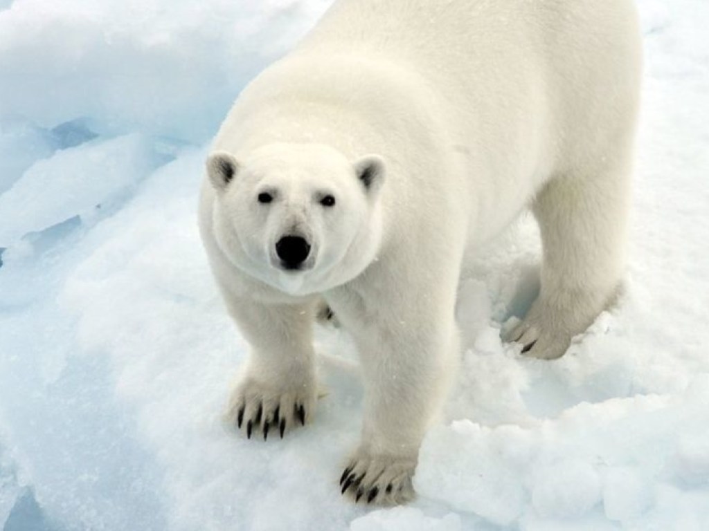 Подъезд в России шокировал белого медведя (ВИДЕО)