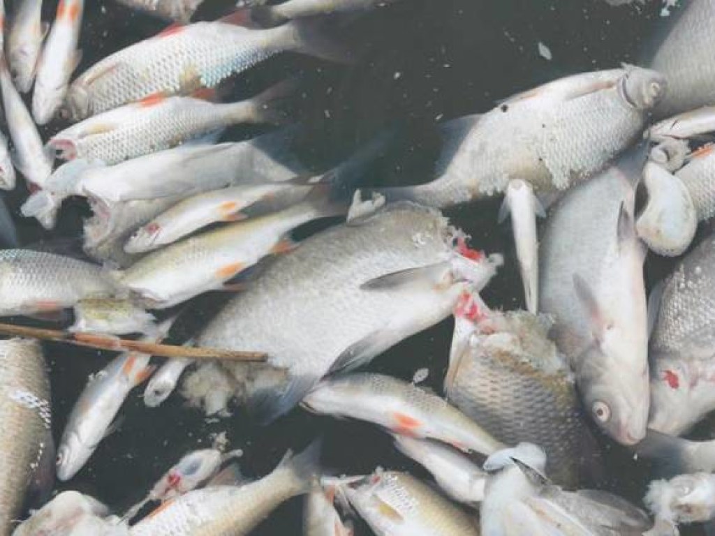 Тысячи рыб без голов шокировали работников порта в Германии (ФОТО, ВИДЕО)