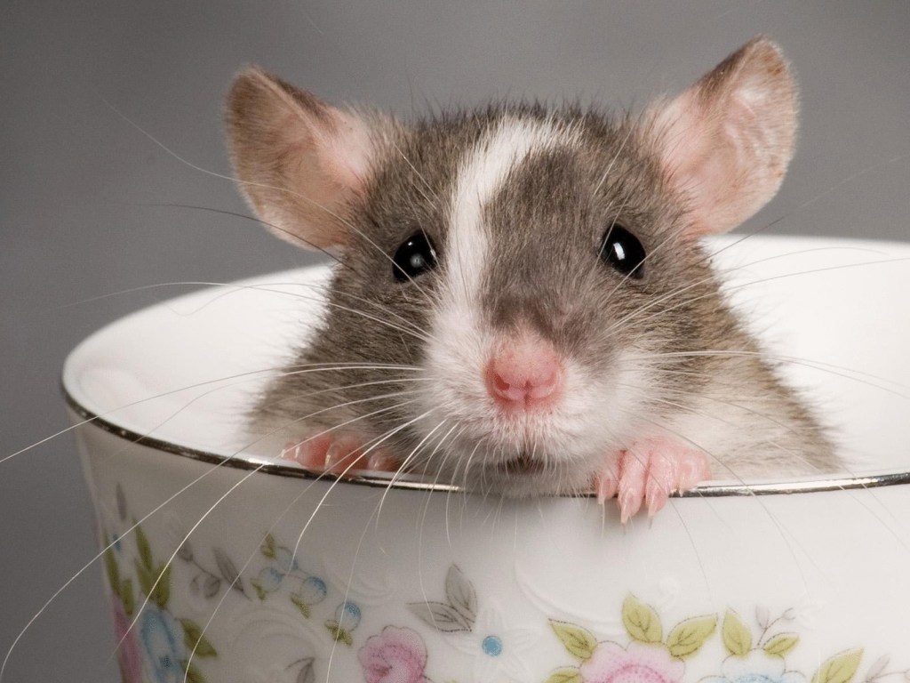  Китайские ученые создали очеловеченную мышь для медицинских экспериментов