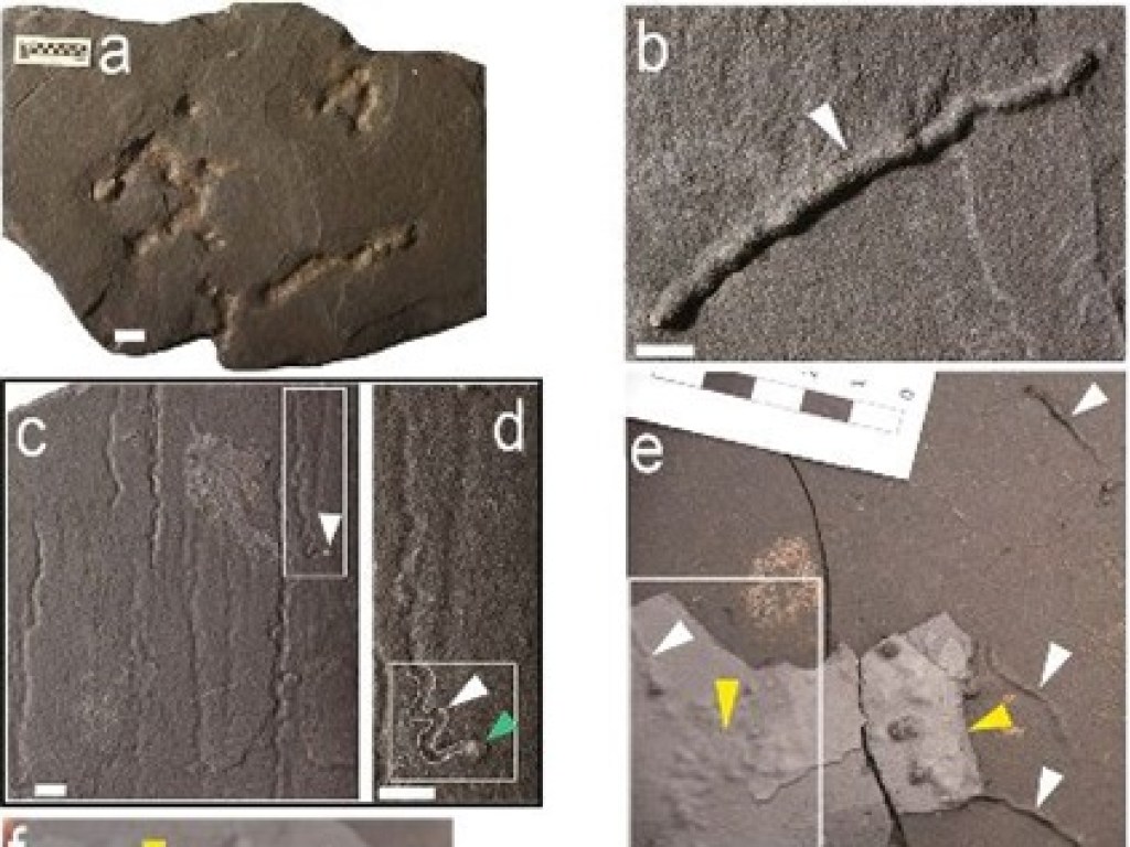 В Габоне ученые обнаружили останки древнейших многоклеточных организмов (ФОТО)