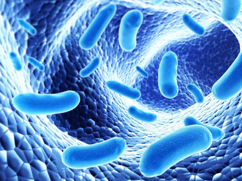 В человеческом кишечнике нашли 2000 видов неизвестных бактерий