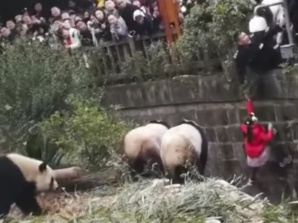 В китайской провинции девочка свалилась в вольер с опасными пандами (ВИДЕО)
