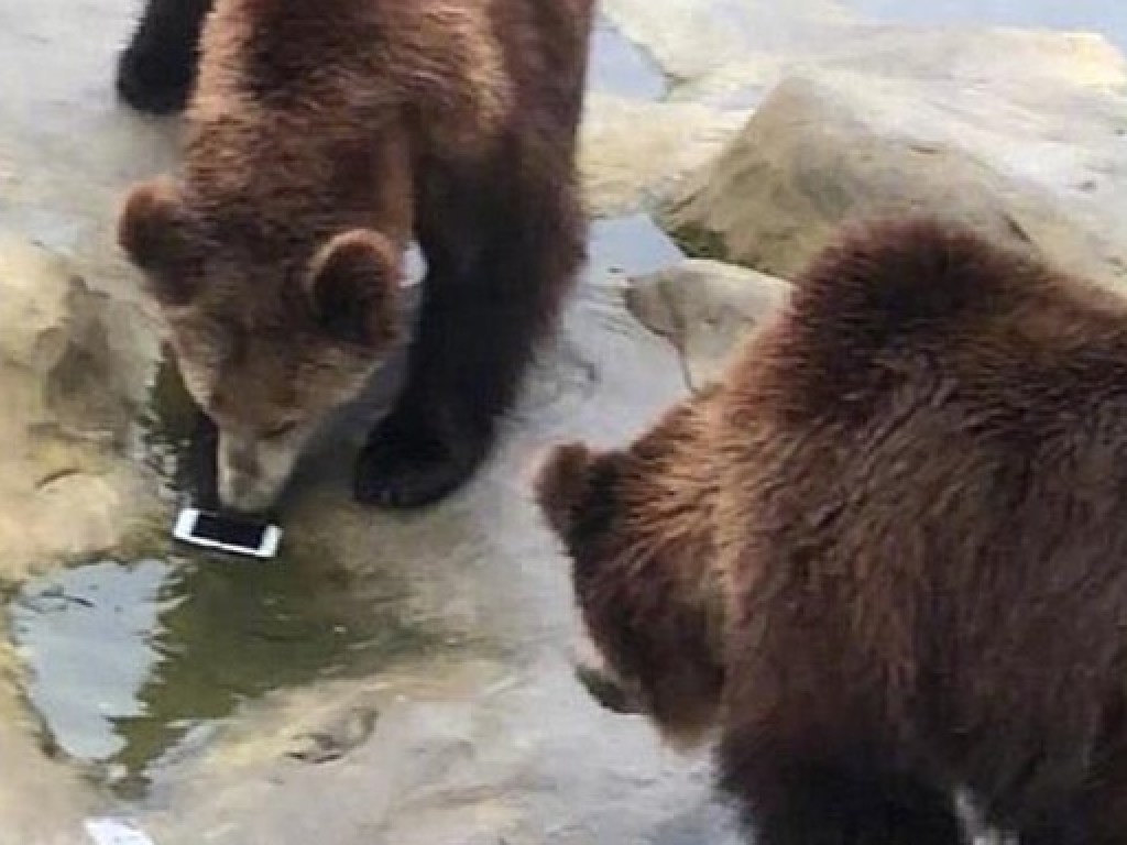 В Китае турист скормил медведям свой телефон (ФОТО, ВИДЕО)