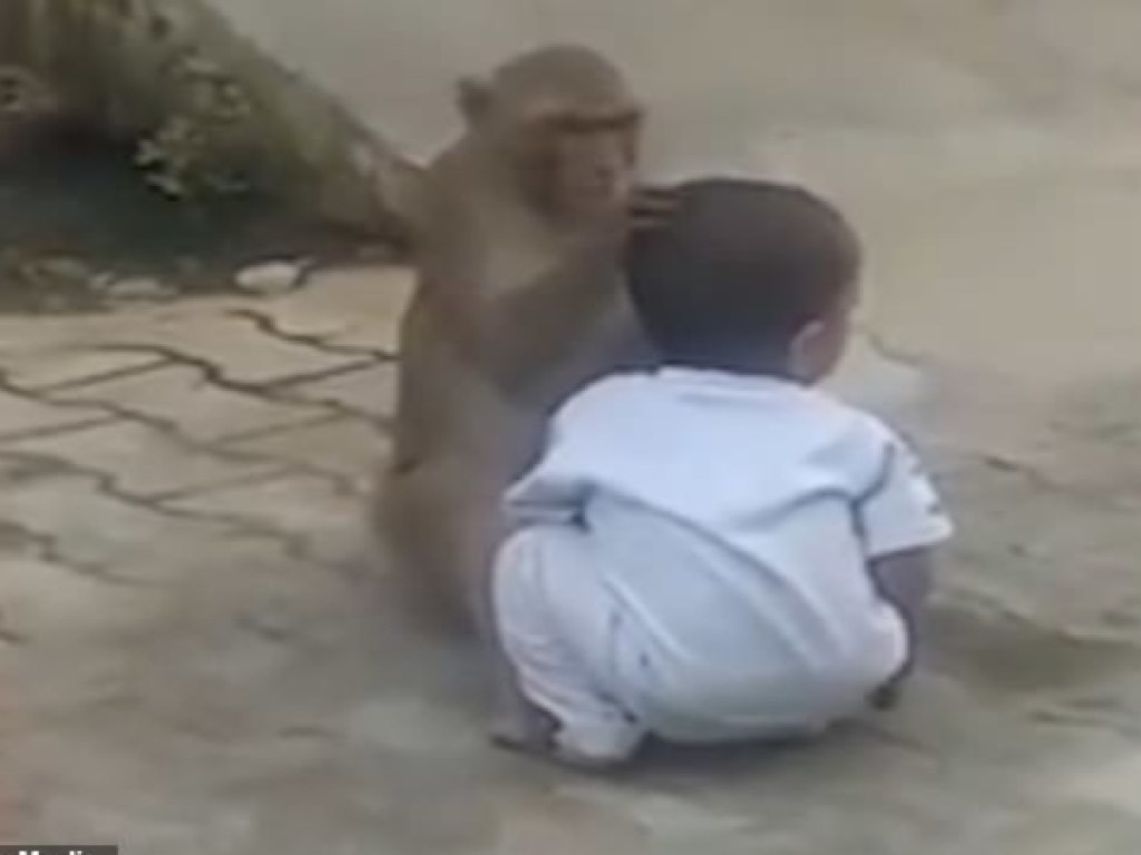 В Индии обезьяна похитила двухлетнего мальчика и отказывалась отпускать его (ВИДЕО)