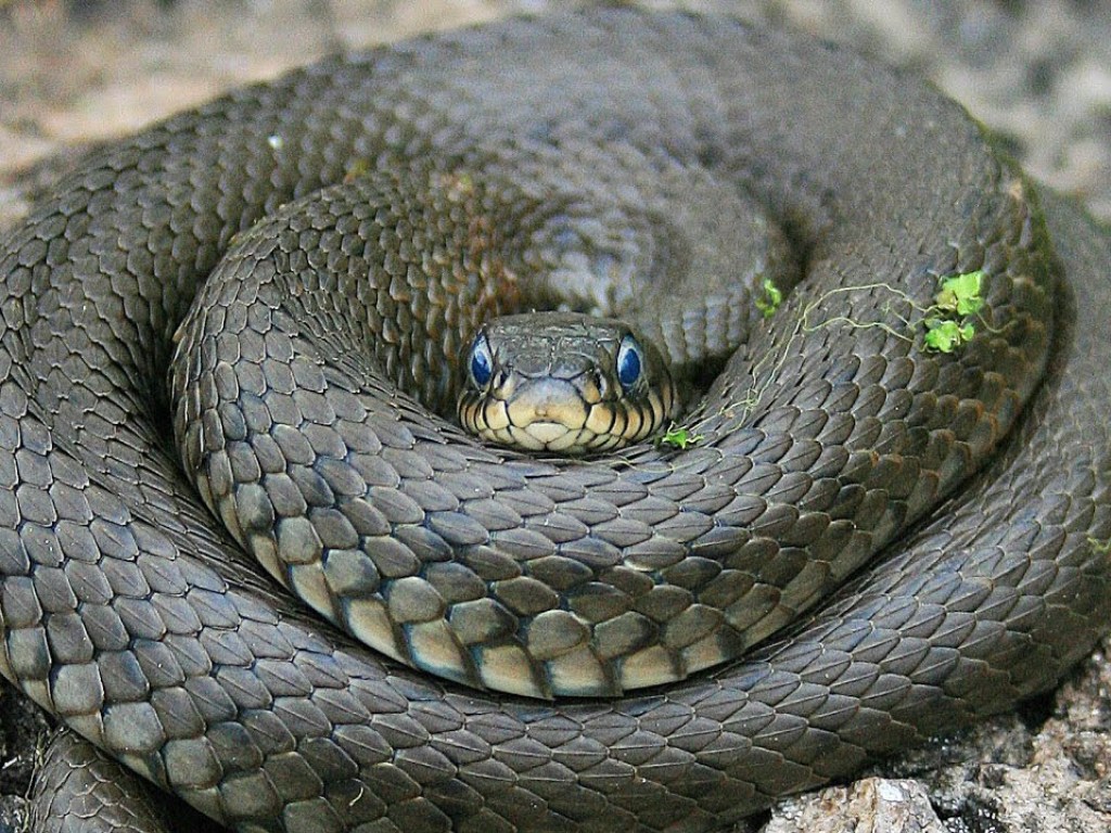 Немецкие ученые узнали, как змеи в процессе эволюции лишились конечностей