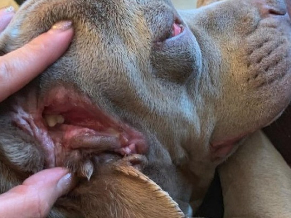 В голове все перепутано: В США родилась собака со вторым ртом в ухе (ФОТО, ВИДЕО)