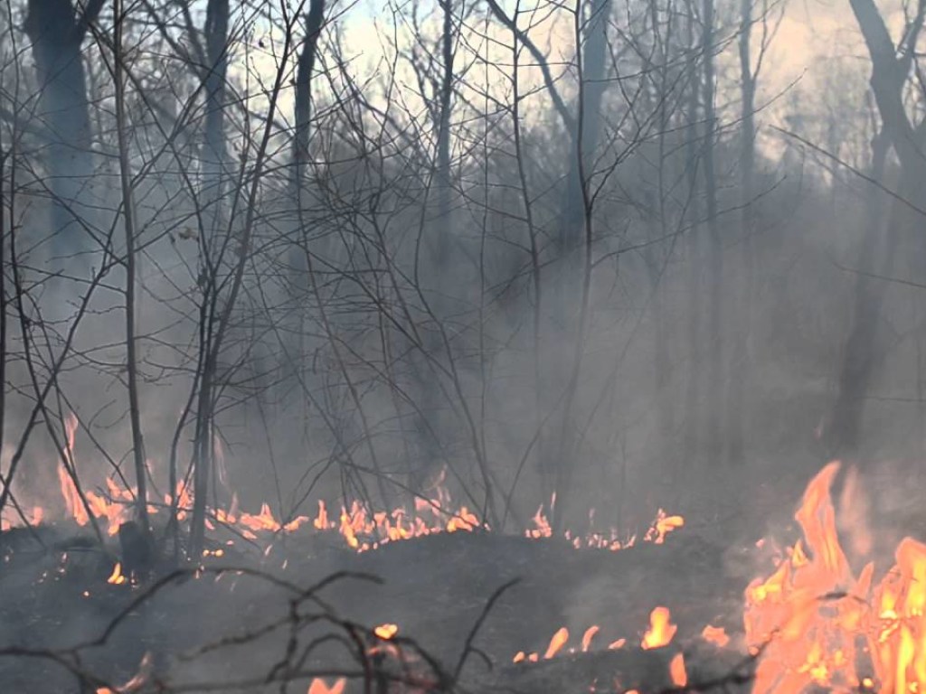 Спасатели ликвидировали лесной пожар в зоне отчуждения
