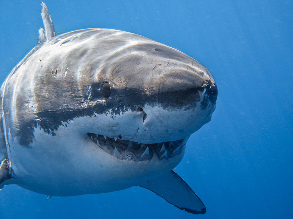 У побережья Австралии акула изорвала зубами серфера