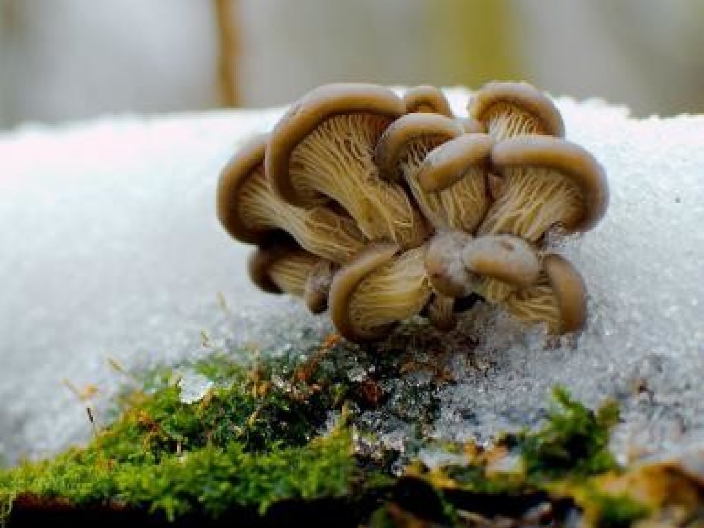 На Прикарпатье под снегом нашли грибы (ФОТО)