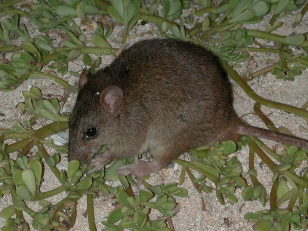 Изменение климата: в Австралии начали вымирать крысы 