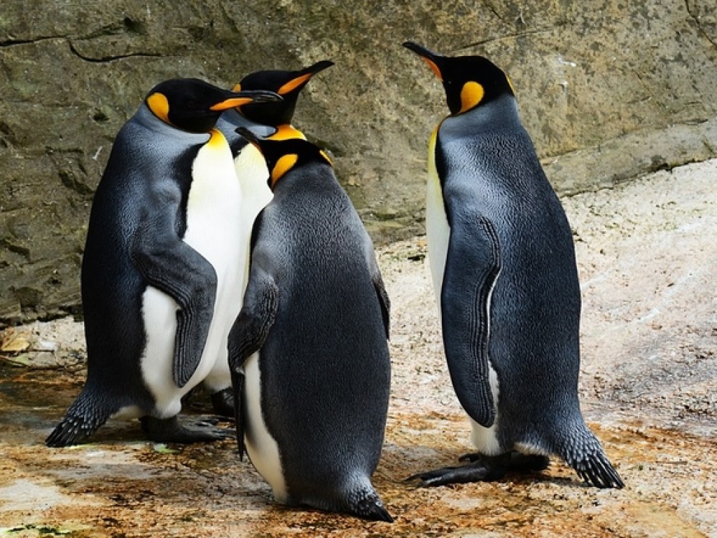 Видео с абсолютно черным грустным пингвином взорвало Сеть  