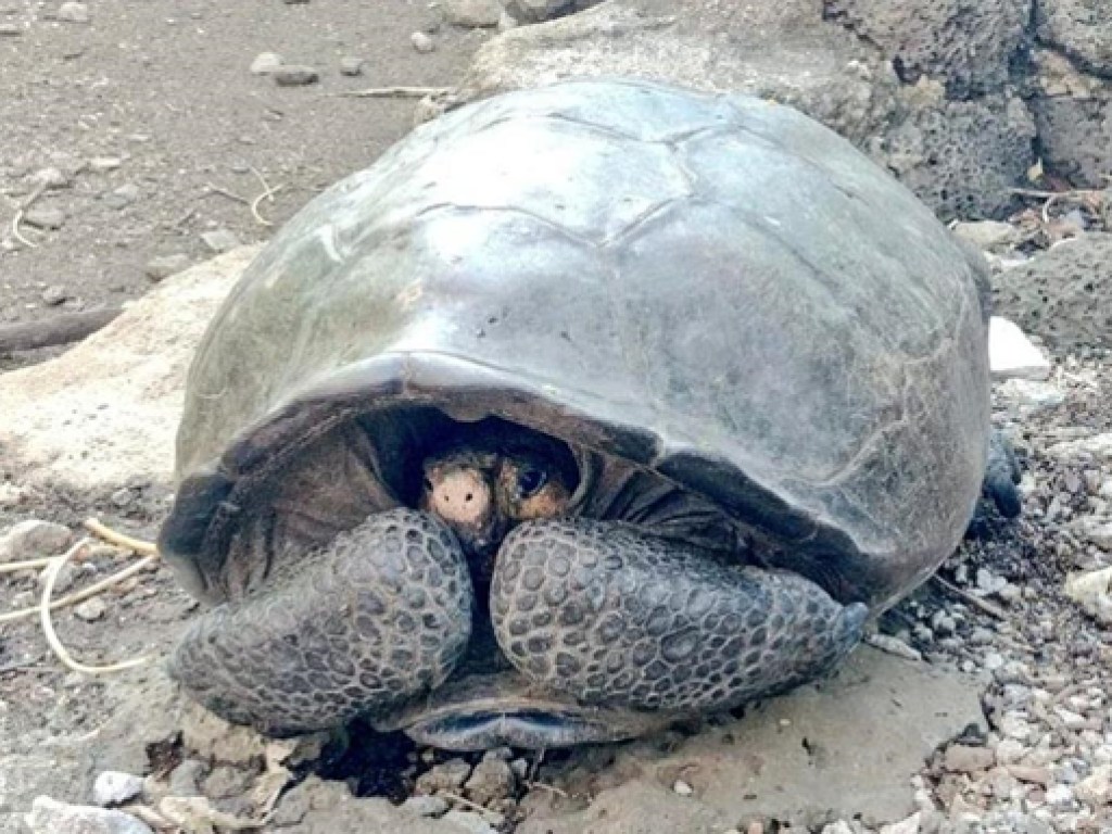 Ученые обнаружили считавшуюся вымершей черепаху (ФОТО)