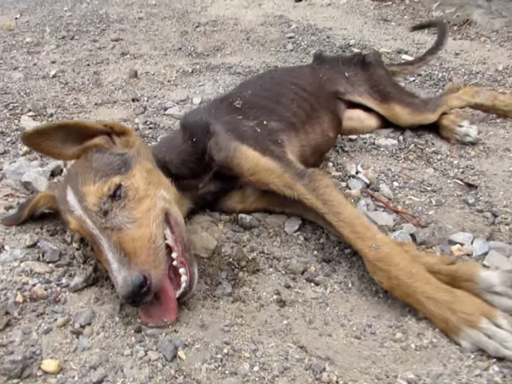 В Черновцах нашли отравленными более 30 собак: яд могла подсыпать женщина (ВИДЕО)