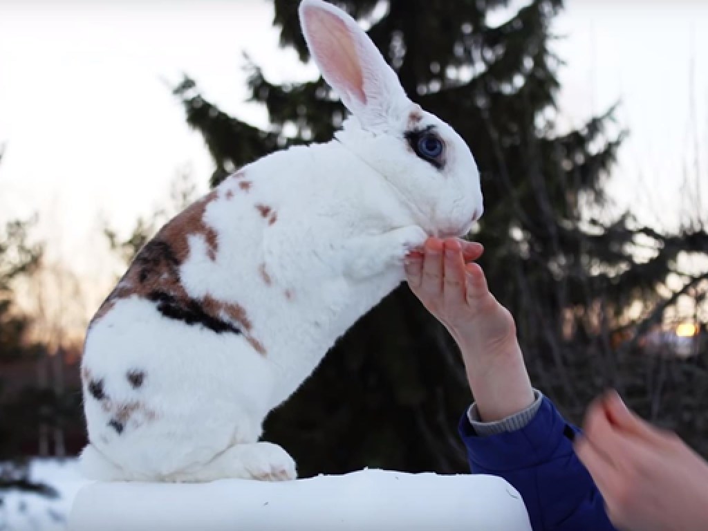 В Финляндии дрессированный кролик поразил своими умениями  (ФОТО, ВИДЕО)