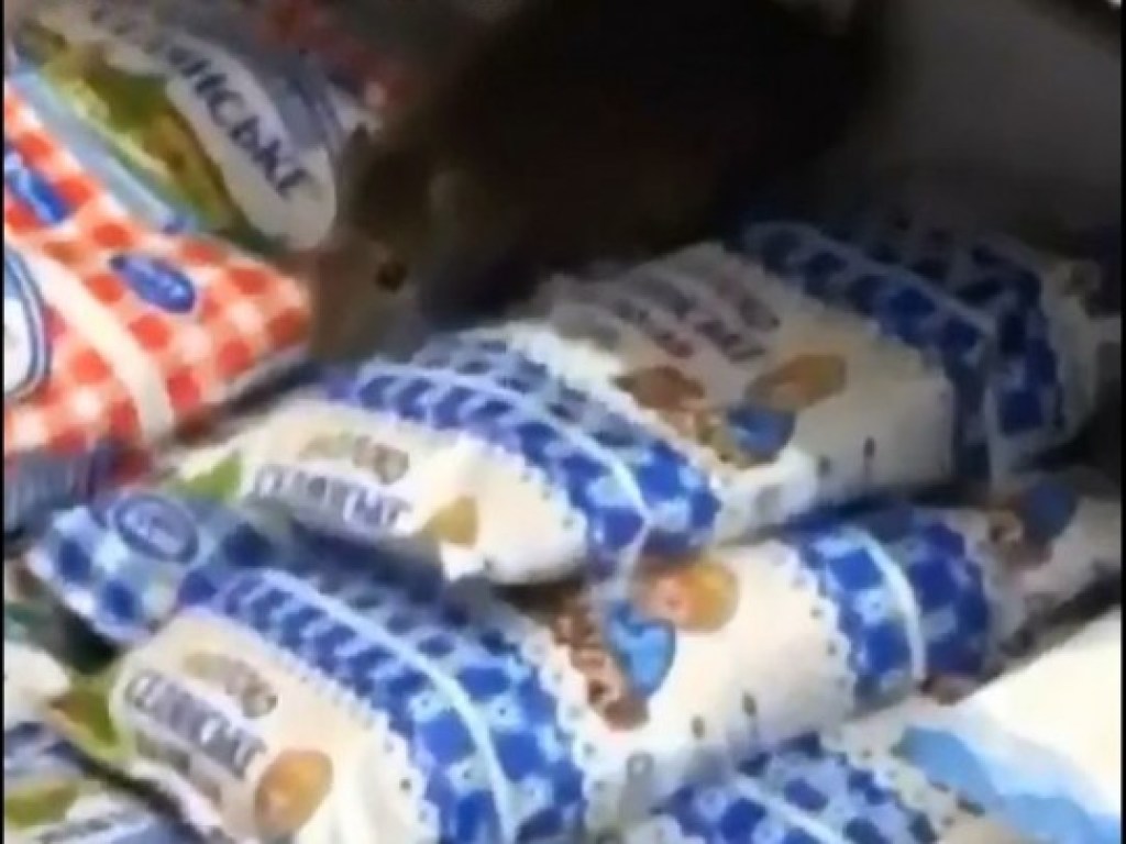 В Ровно в продуктовом магазине на прилавке с молоком обнаружили крысу (ФОТО, ВИДЕО)