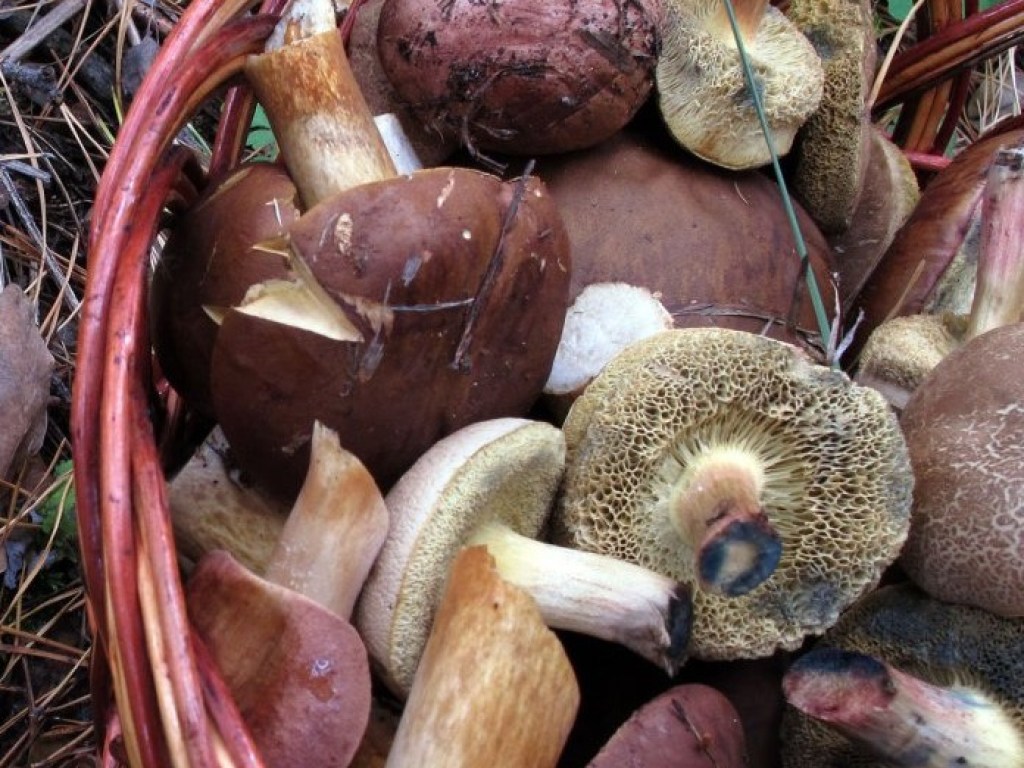 В Винницкой и Полтавской областях грибами отравились два человека