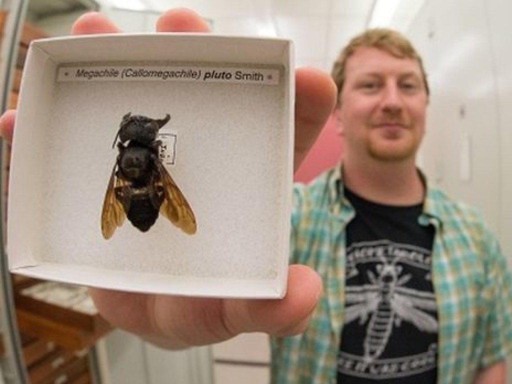 На острове в Индонезии нашли гигантскую пчелу, которую считали вымершей 40 лет (ФОТО)