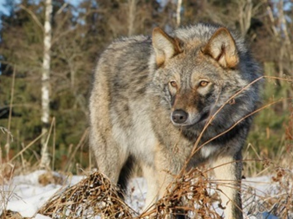 Бешеная волчица за два часа покусала 18 собак и мужчину в Тернопольской области (ВИДЕО)