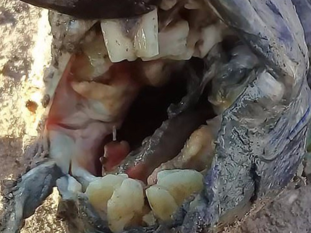 Аргентинцев напугали останки существа с человеческими зубами (ФОТО)