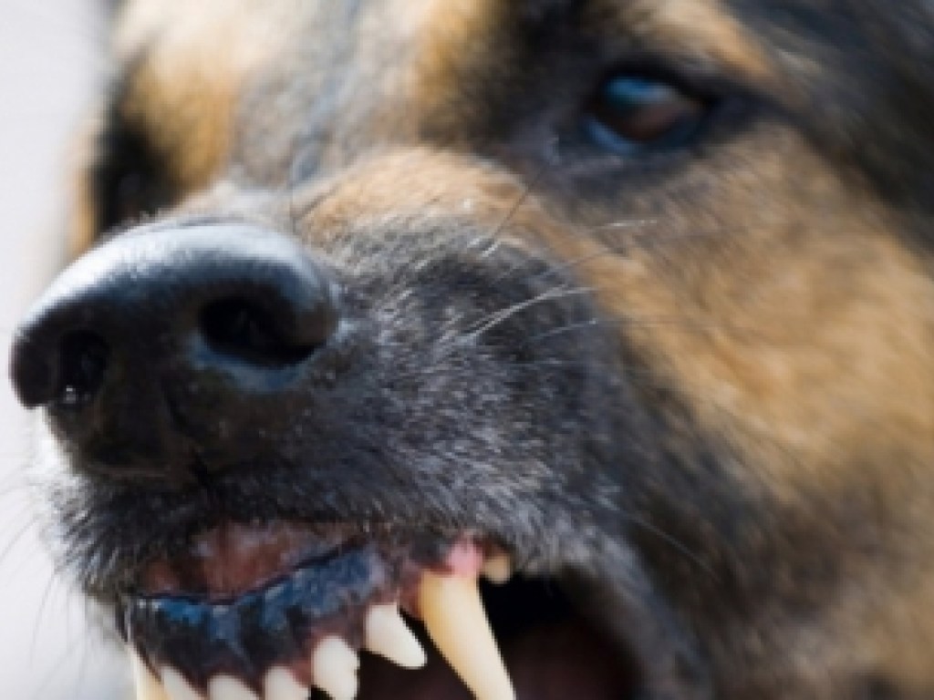 Жителей Мелитополя терроризируют стаи бродячих собак (ВИДЕО)