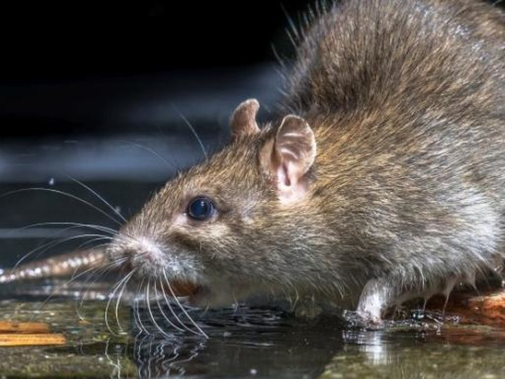ГПУ и САП потратят более 43 тысяч гривен на травлю у себя крыс