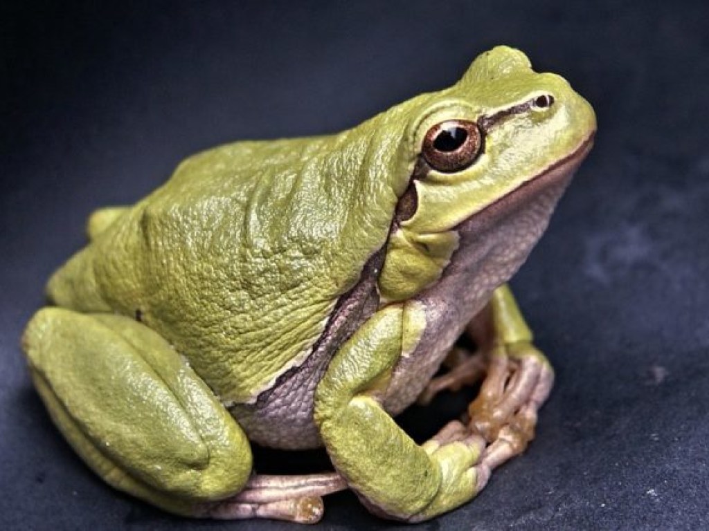 В скором будущем с лица Земли могут исчезнуть лягушки и жабы: названа причина