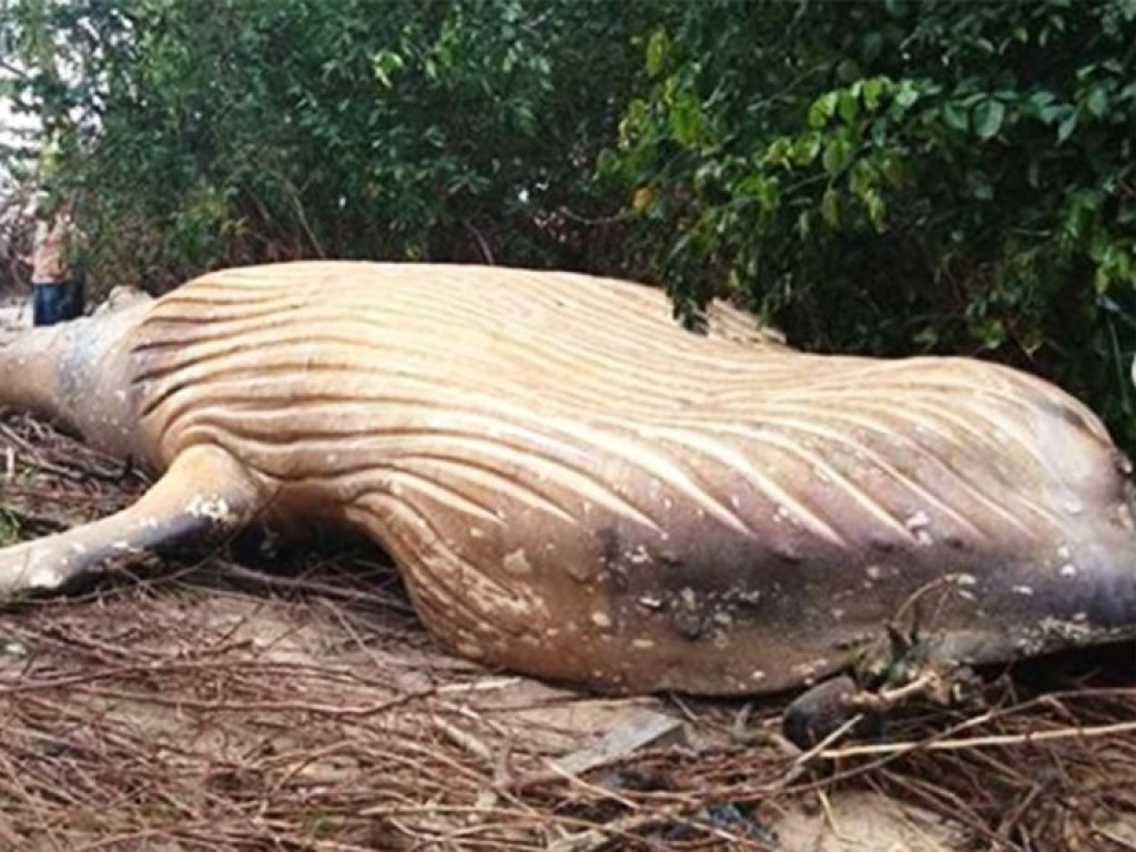 Эксперты в замешательстве: В лесу Бразилии нашли труп 11-метрового горбатого кита (ВИДЕО)