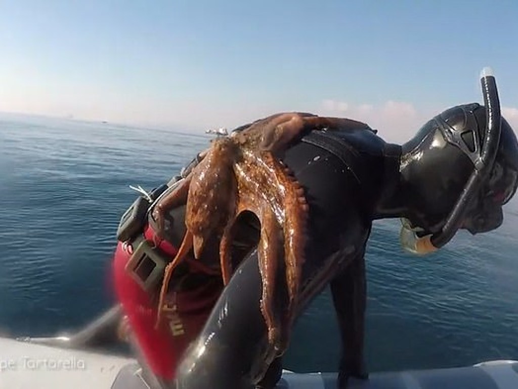 Прилип, как банный лист: в Тирренском море осьминог атаковал ныряльщика (ФОТО)