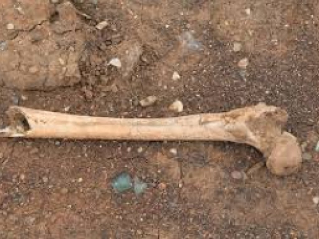 В Мелитополе на территории автопарка Нацгвардии нашли человеческие кости (ФОТО)