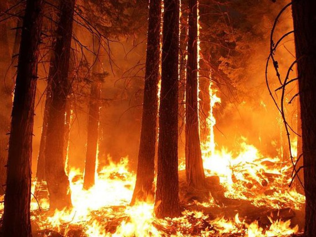 В Великобритании вспыхнул масштабный лесной пожар