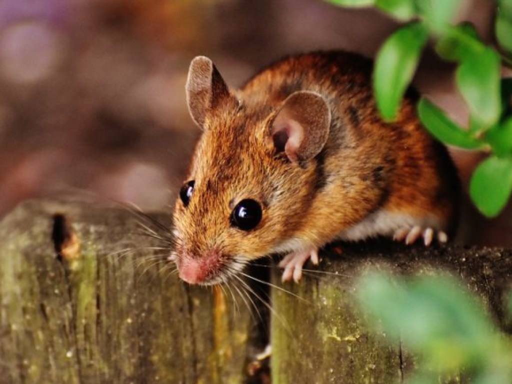 Американским ученым удалось создать переводчик для мышей