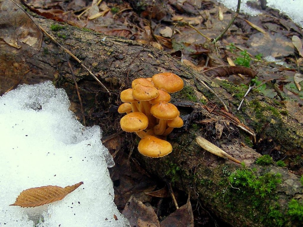В Чернобыле сквозь снежный покров проросли съедобные грибы (ФОТО)