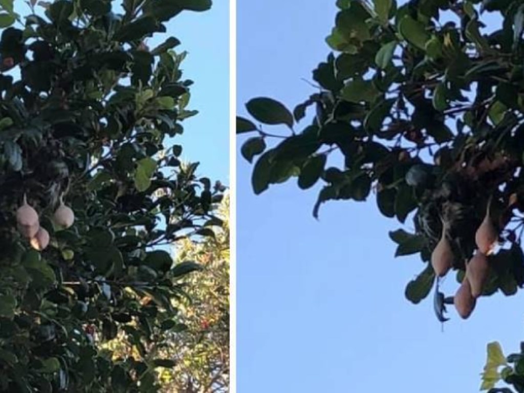 Жительница Австралии обнаружила загадочные плоды на дереве возле своего дома (ФОТО)