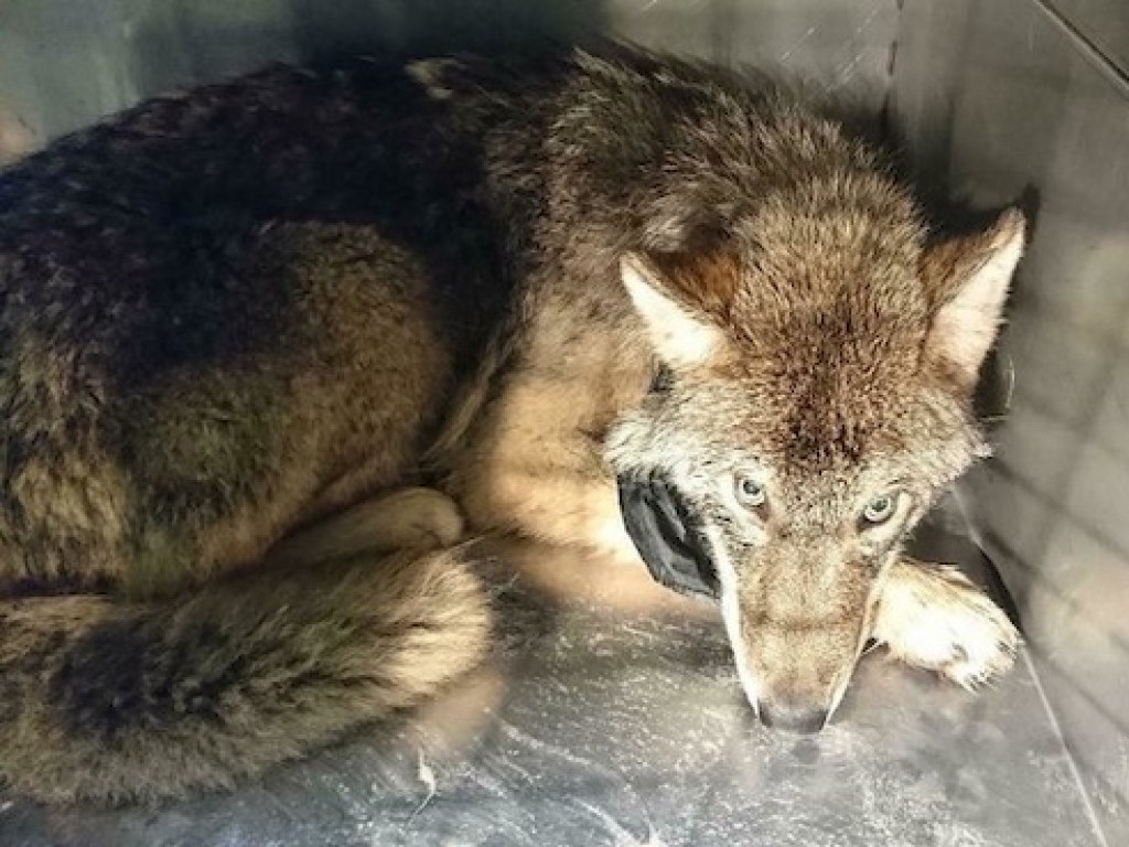 Эстонские строители спасли «собаку» из ледяной реки, а она оказалась волком (ФОТО)