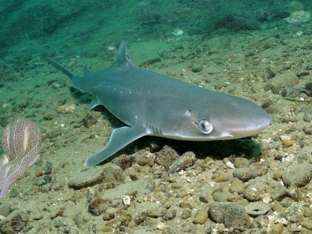 У берегов Грузии обнаружили опасную акулу