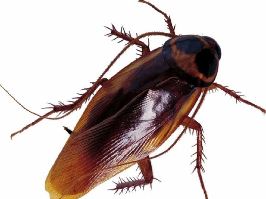 Запорожскую больницу «оккупировали» тараканы (ВИДЕО)