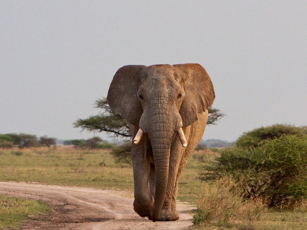 В Индии слон задавил ударившего его мужчину (ВИДЕО)