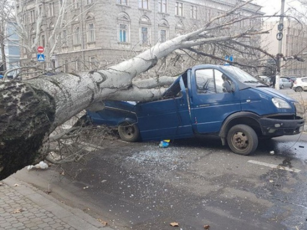 В центре Николаева дерево раздавило «Газель» (ФОТО, ВИДЕО)