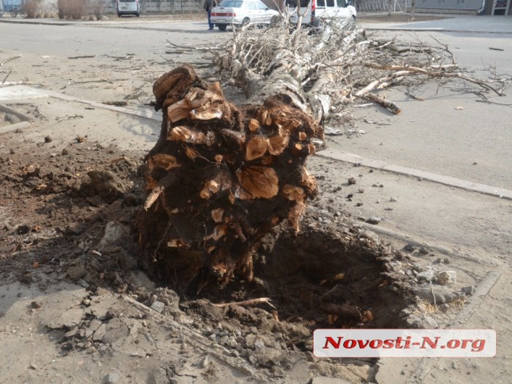 В Николаеве на дорогу упал еще один тополь (ФОТО)