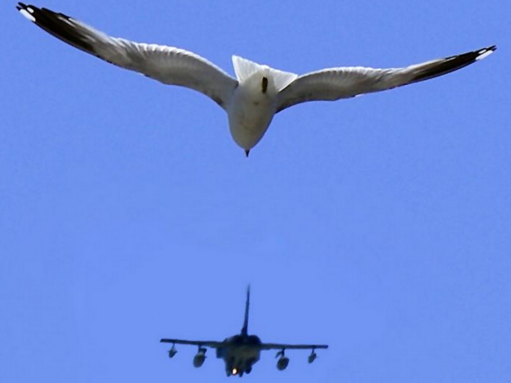 Попавшая в турбину птица заставила экстренно сесть военный самолет (ВИДЕО)