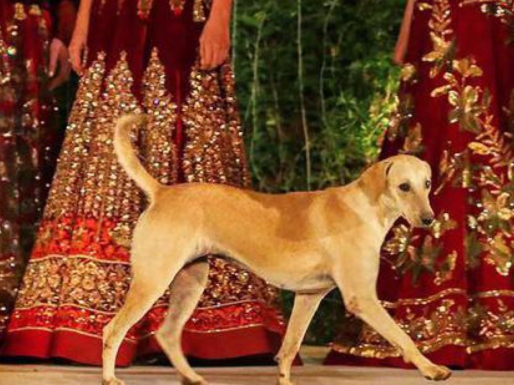 В Индии пес ради защиты дома убил змею и погиб сам (ФОТО)