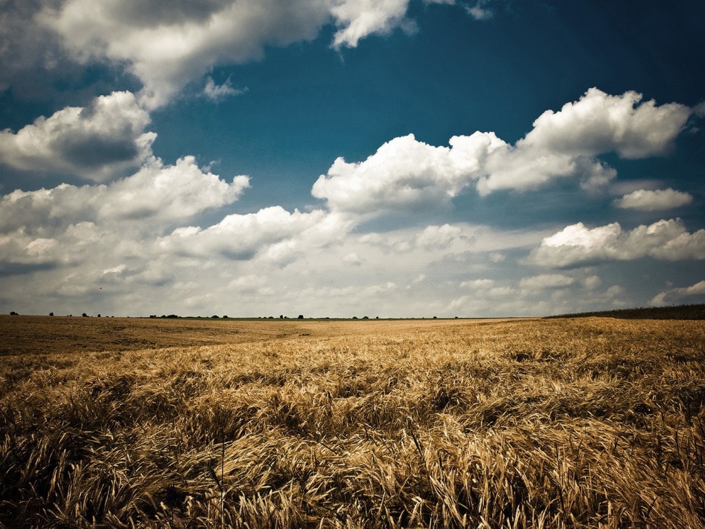 Внедрение рынка земли в Украине может привести к обострению риска рейдерских атак &#8212; фермеры
